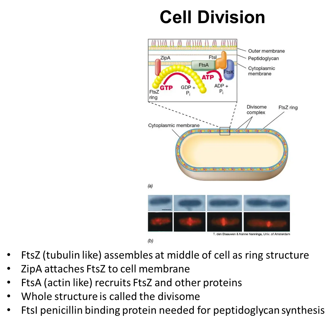 <ul><li><p>the contractile <strong>FtsZ </strong>protein (analagous to tubulin) assembles to form a <strong>ring </strong>in the middle of the cell</p></li><li><p>the <strong>ZipA </strong>protein <strong>attaches </strong>this ring to the <strong>membrane</strong></p></li><li><p>the <strong>FtsA </strong>protein (analogous to actin) <strong>recruits FtsZ </strong>and other proteins into a structure called the <strong>divisome</strong></p></li><li><p>the ring gets pulled together to <strong>contract </strong>the cell</p></li><li><p>this divisome includes <strong>FtsI penicillin-binding</strong> protein, a <strong>transpeptidase</strong>, which catalyses the reaction that cross-links <strong>peptidoglycan </strong>when forming the septum</p></li><li><p>meanwhile (in most rod-shaped bacteria), the <strong>MreB </strong>protein forms in <strong>bands </strong>around the cell wall, which directs <strong>peptidoglycan </strong>synthesis, allowing the cell length to increase</p></li></ul><p></p>