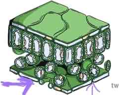 <p>what is this part of the leaf called and what is its function?</p>