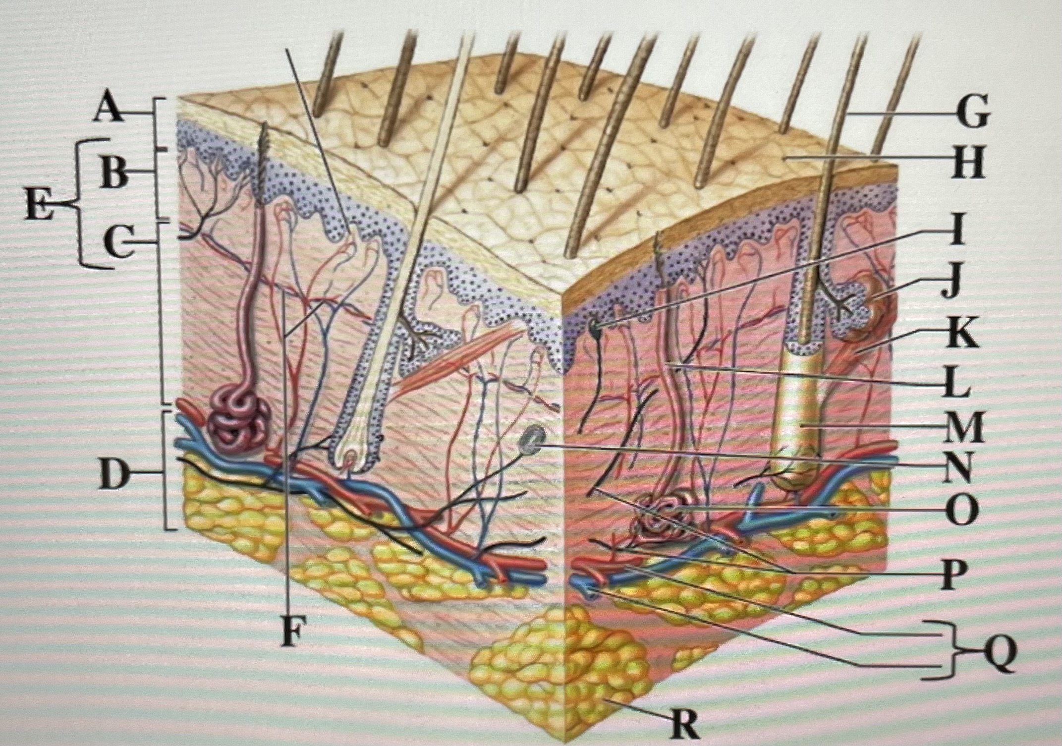 In the figure above,  *is the sweat gland and* _ is the papillary layer 