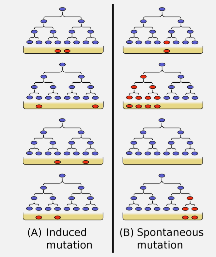 <p>observed resistant bacteria in two phage experiments. when mutations were induced, there would be limited variability in the simple. with spontaneuos mutation  they were highly variable</p>