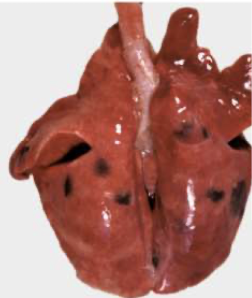 <p>What is this an image of?</p>