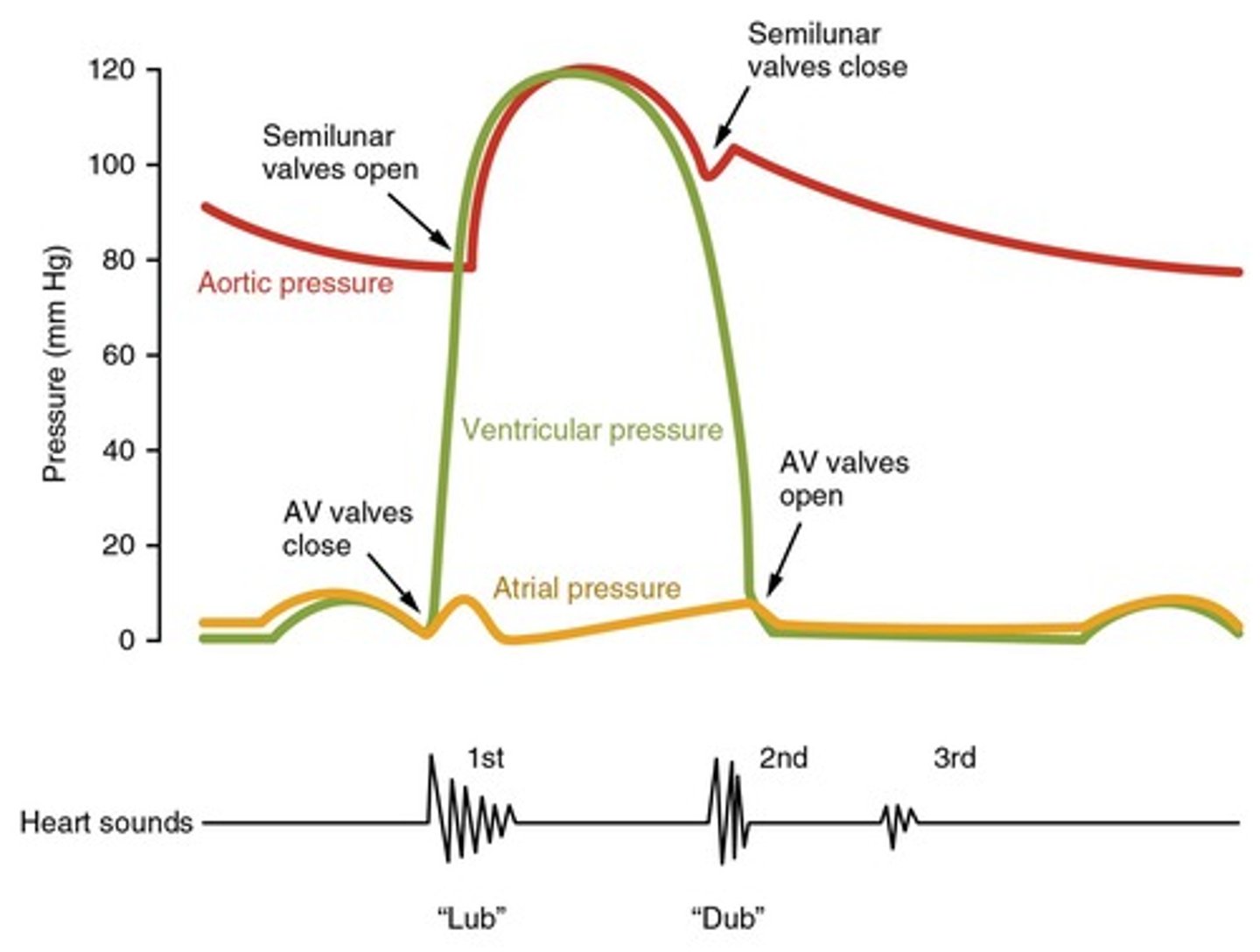 <p>Blood volume in ventricles before contraction.</p>