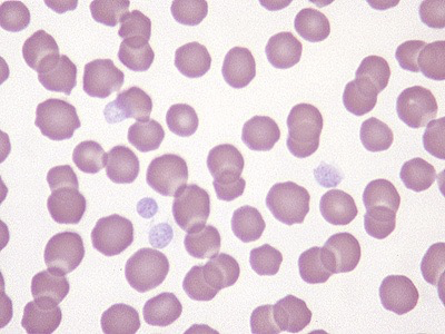 <p>What cell is this?</p>