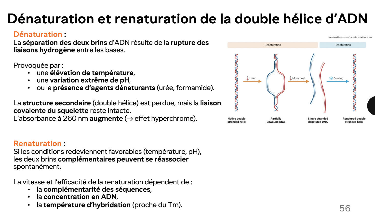 <ul><li><p>Lors de la dénaturation, l’ADN absorbe plus à 260 nm</p></li><li><p>Utilisé pour mesurer Tm et l’intégrité de l’ADN</p></li></ul><img src="https://knowt-user-attachments.s3.amazonaws.com/d6a81d83-a870-4451-8381-da5ac1c86742.png" data-width="100%" data-align="center" alt="knowt flashcard image"><p></p>