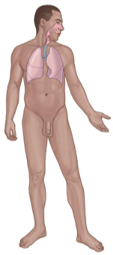 <p>Consists of:</p><ul><li><p>Lungs</p></li><li><p>Nose</p></li><li><p>Pharynx</p></li><li><p>Larynx</p></li><li><p>Trachea</p></li><li><p>Bronchi</p><p></p></li></ul><p>Key Functions</p><ul><li><p>Absorption of oxygen.</p></li><li><p>Discharge of carbon dioxide.</p></li><li><p>Acid-base balance</p></li><li><p>Speech</p></li></ul><p></p>