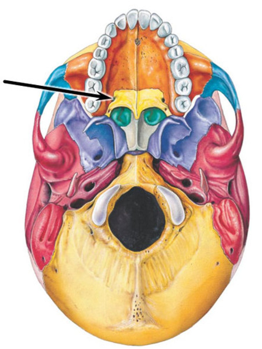 <p>hole</p><p>holes back by the molars of the hard palate</p>