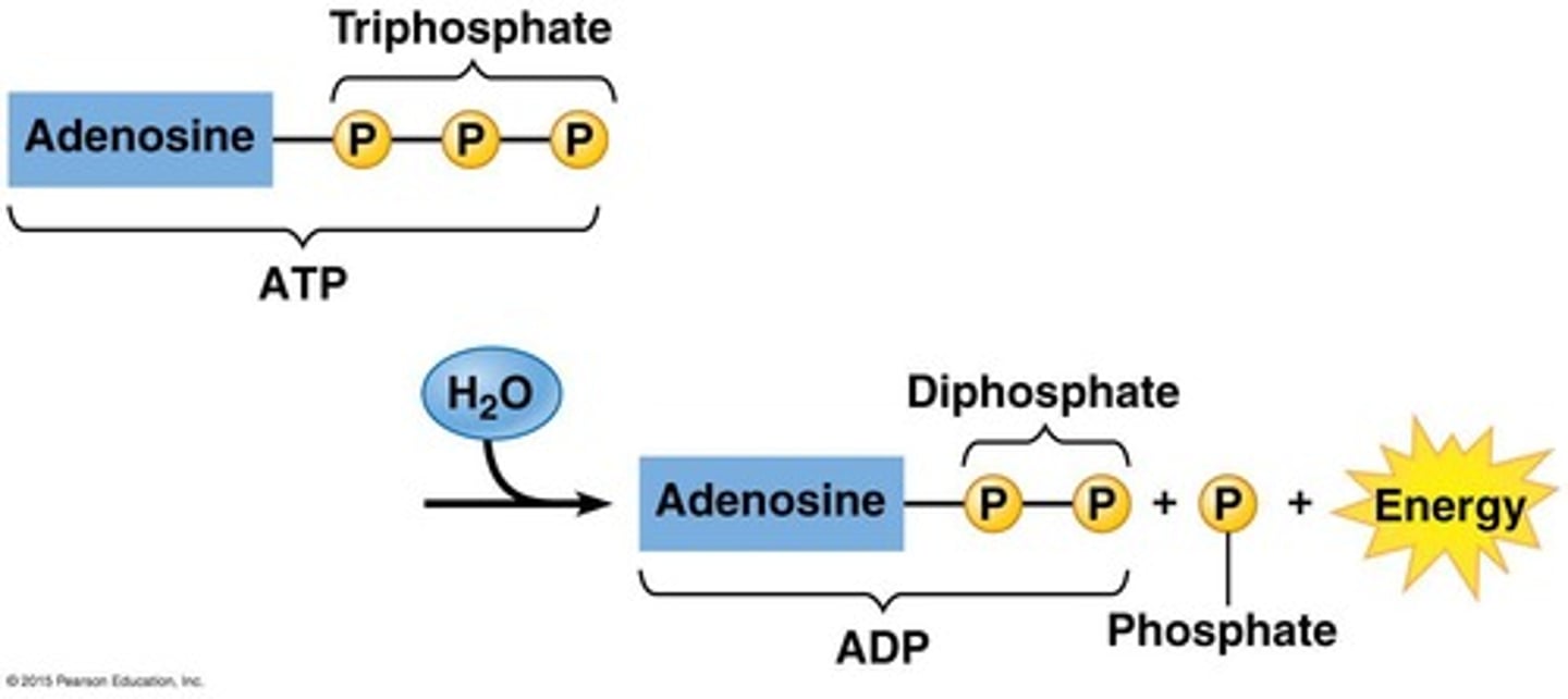 <p>Energy is released when the bond between the phosphate groups is broken.</p>