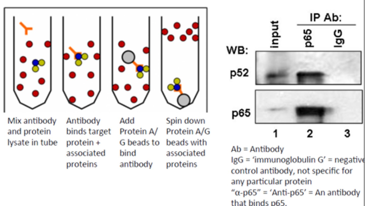 <p>A: To identify proteins that bind to a specific protein (binding partners).</p>