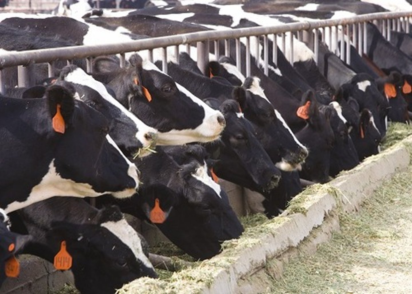 <p>INTENSIVE</p><p>lots of animals contained in pens and fed grain with antibiotics</p><p>prior to slaughter ☹️☹️</p>