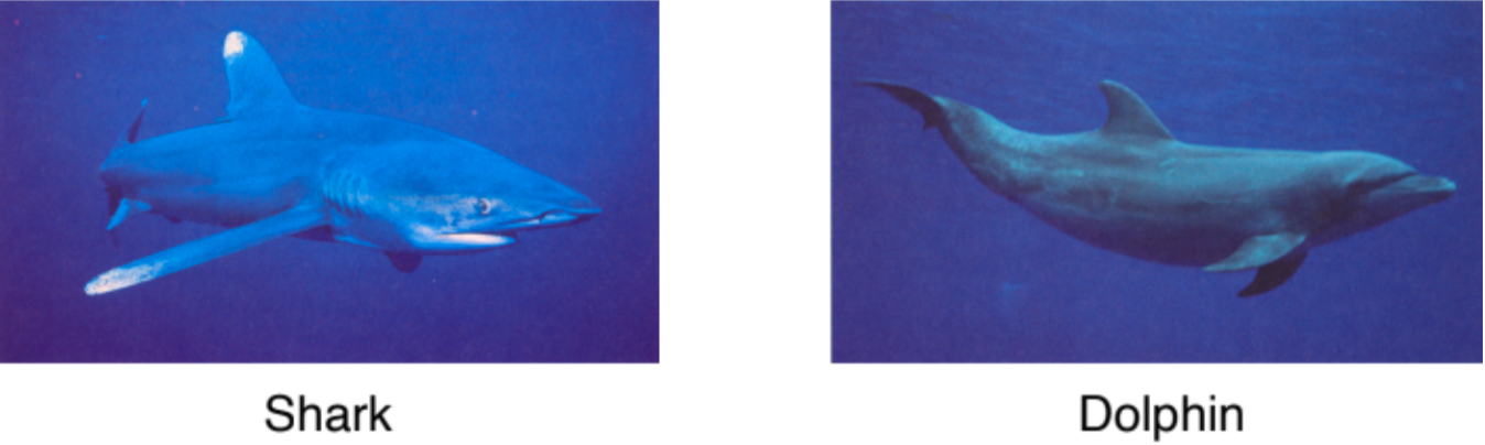 <ul><li><p>Sharks and dolphins are very similar in morphology, not because they have a recent common ancestor, but because they share a common environmental niche</p></li></ul>