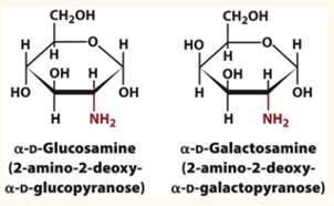 <p>Formation of amino sugars- acetylated</p>