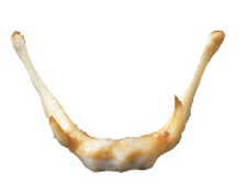 <p>sits high up in the neck. It is mobile and suspended by or held up by the stylohyoid ligaments. This bone has a horseshoe shape (U shape)</p>