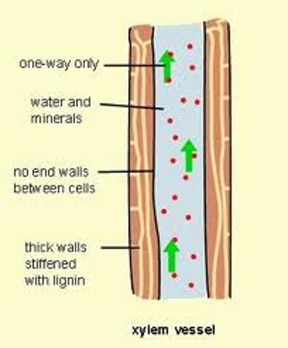 <p>Nonliving vascular tissue that carries water and dissolved minerals from the roots of a plant to its leaves</p>