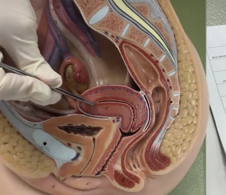 <p>Description: Thick, smooth muscle layer</p><p>Relationship: Functions to induce uterine contractions</p>