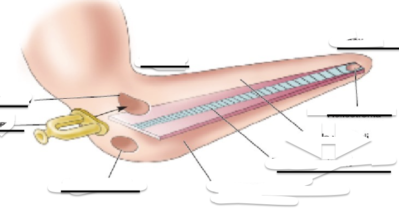 <p>Name the following in the cochlea uncoiled underlined:</p>