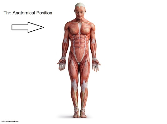 <p>anatomic position characteristics </p>