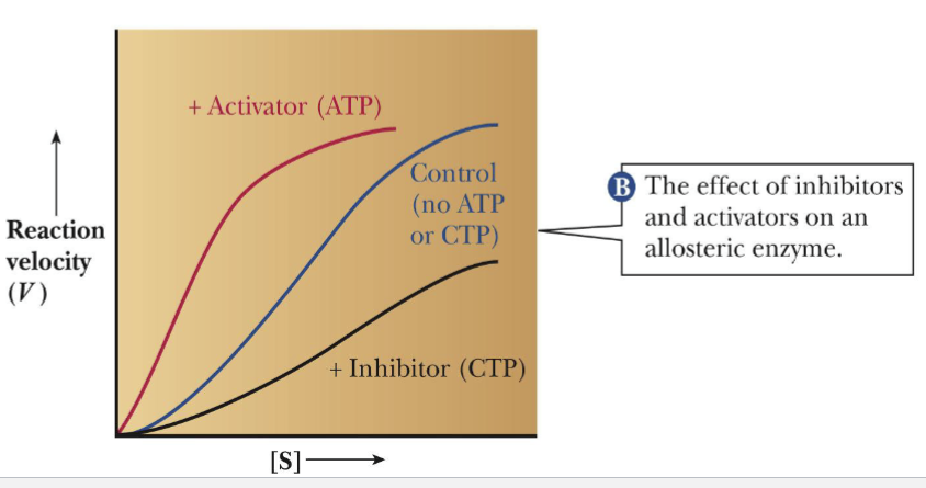 <p>ATCase Catalysis in prescence of CTP; ATP</p>