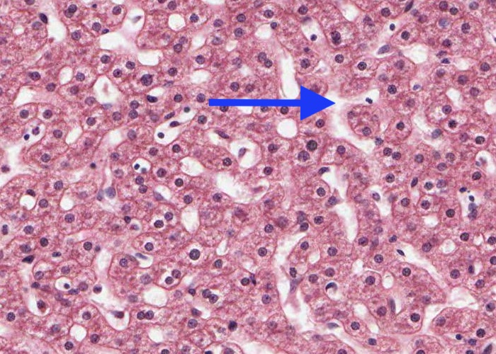 <p>The structure (x20) whose lumen is arrowed is a?</p>