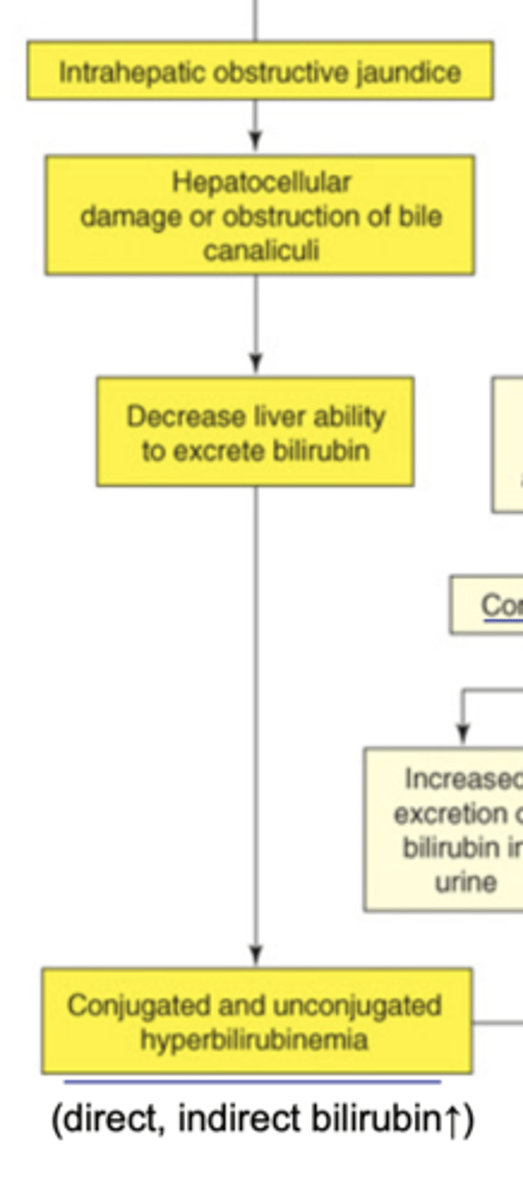 <p>damage or obstruction within liver-> liver is not uptaking/conjugating bilirubin properly-> bilirubin enters lymph/blood= jaundice</p>