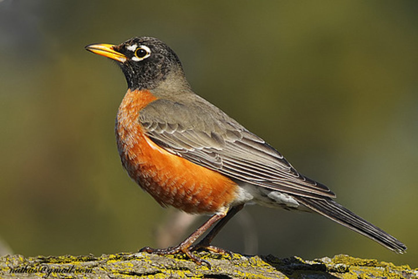 <p>Passeriformes</p><p>red breast and belly, black head, yellow beak</p>