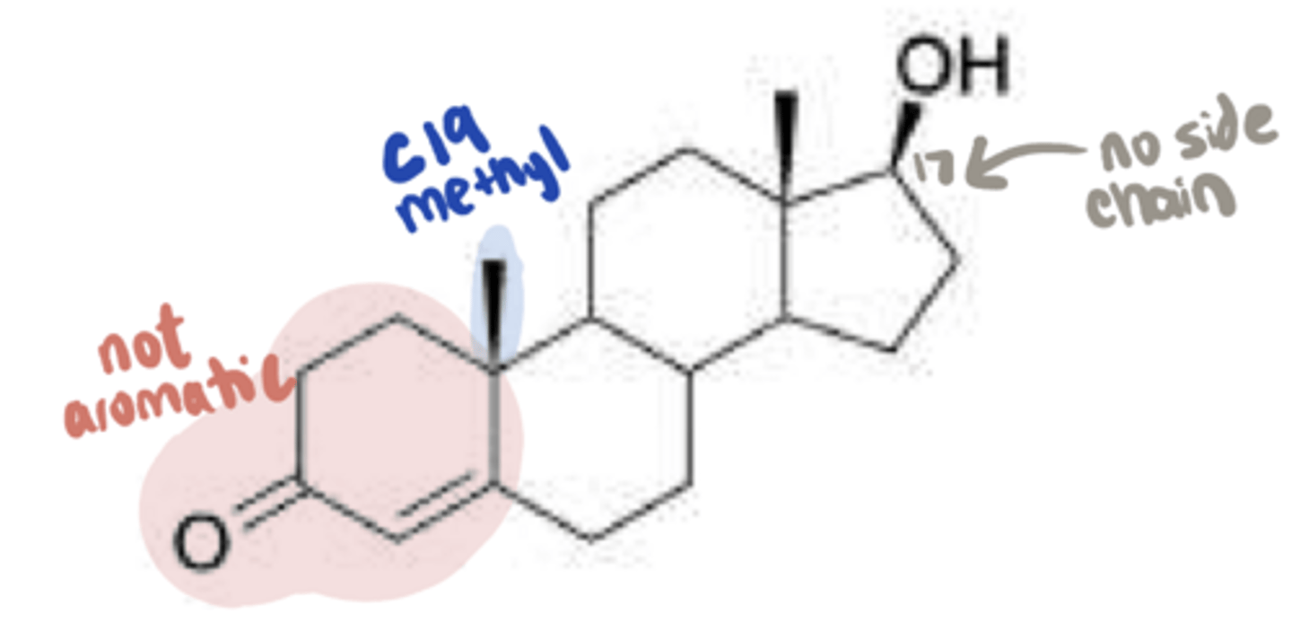 <p>What prototype endogenous agonist is this?</p>