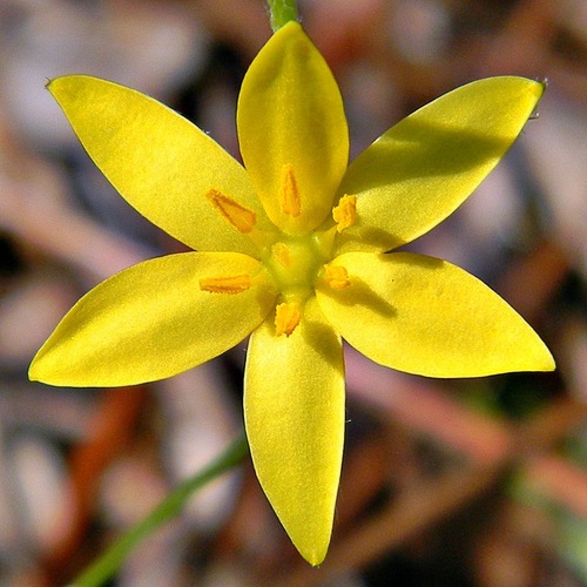 <p>Monocot or dicot?</p>