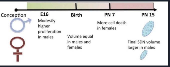 <p>INAH3</p><p>smaller in females and gay men</p><p>Testosterone protects INAH3 from apoptosis</p>