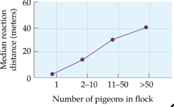 <ul><li><p>Predict→ individuals in a group react more quickly to threats than solitary individuals</p></li><li><p>Method→ released a hawk on groups of different sizes of woodpigeon flocks</p></li><li><p>Results→ as the number of individuals in a flock increases, the reaction to the hawk increases</p><p><strong>→ detection range increases as flock size increases</strong></p></li></ul>