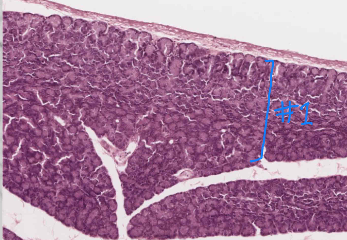 <p>What cell type is indicated by  #1</p>