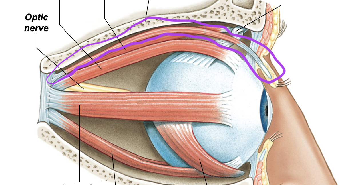 <p>Superior to the superior rectus </p>