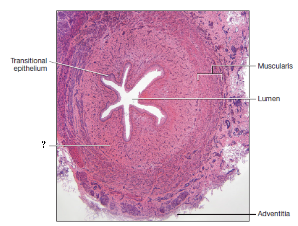 <p>middle layer made of loose connective tissue </p><ul><li><p>contains many glands that secrete mucus to act as a protective barrier </p></li></ul><p></p>