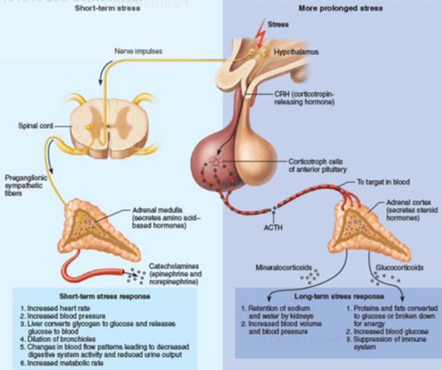 <p>- catecholamines (NE/epi => SNS &amp; adrenal medulla stim. causes compensation)</p><p>- cortisol (glucocorticoid from adrenal cortex => 50x higher levels than normal stress response)</p><p>- inflammatory mediators (cytokines, nitric oxide (NO), hydrogen sulfide (produced in liver in response to burn stress)</p>