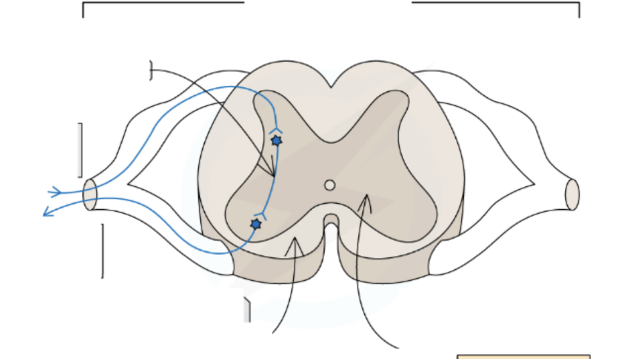 <p>What is the structure of a reflex arc? (label the diagram)</p>