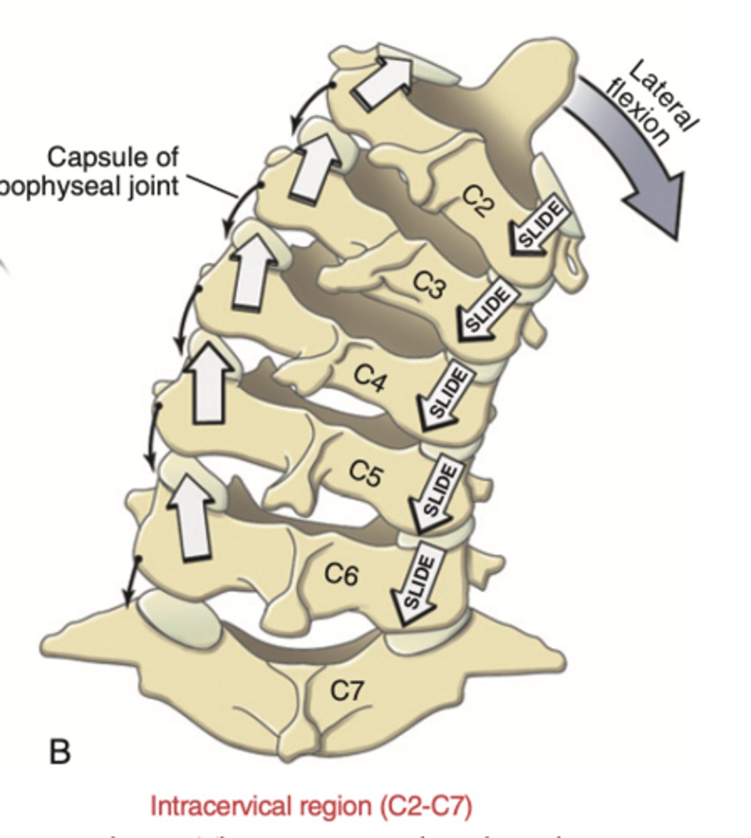 <p>cervical spine has type 2 mechanics all the time</p><p>- sidebending and rotation happen to the same side</p>