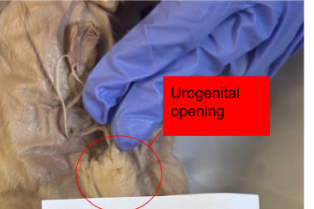 <p>where bodily waste and reproductive fluids are expelled to the environment outside of the body cavity.</p>