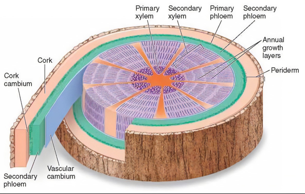 <p>cork cambium</p>