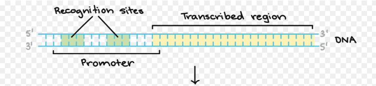 <p><mark data-color="#f3ffbc" style="background-color: #f3ffbc; color: inherit">in : Promoter  </mark></p><p>a special DNA sequence ahead of Gene</p><p></p><p>**Transcription and Translation<strong> are coupled </strong>in prokaryotes (Happens Simultaneously)</p><p></p>