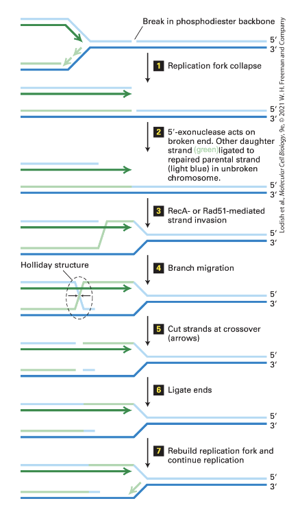 <p>(1) <strong>Replication fork collapse</strong></p><ul><li><p>DNA synthesis could not occur at this point because of the break</p></li></ul><p></p><p>(2)</p><ul><li><p><strong>5’ exonuclease</strong> acts on the broken end (5’ end) without removing the other strand with the 3’ end</p><ul><li><p><em>The other daughter strand is ligated to the repaired parental strand in the unbroken chromosome</em></p></li></ul></li></ul><p></p><p>(3) <strong>RecA-</strong> or <strong>Rad51-</strong>mediated <strong>strand invasion</strong></p><ul><li><p><em>recombinases</em> helps by binding to single to single strand DNA (in green)</p><ul><li><p>somehow are going to <em>find a complementary strand</em> for this broken strand and are going to pair with it</p></li></ul></li></ul><p></p><p><strong>(4) Branch Migration</strong></p><ul><li><p><strong>Holiday structure</strong> formed from the recombinations (4-way DNA structure)</p><ul><li><p>reannealing of the parental strands</p></li><li><p>annealing of the two nascent strands</p></li></ul></li></ul><p></p><p>(5) <strong>Cut strands at crossover</strong></p><ul><li><p>There are <em>endonucleases</em> specific for this</p></li></ul><p></p><p>(6) <strong>Ligate</strong> the ends</p><p></p><p>(7) <strong>DNA replication can continue</strong></p><ul><li><p>Rebuilding of the replication fork and proceeding with DNA replication</p></li></ul><p></p>