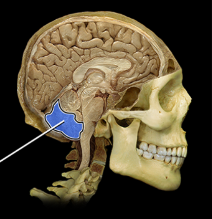<p><span><span>Posterior lobe of cerebellum</span></span></p>