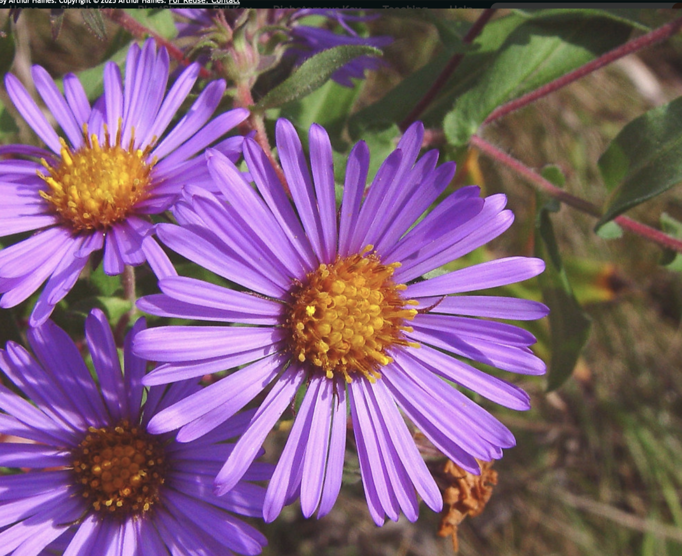 <p>New England American-aster </p>