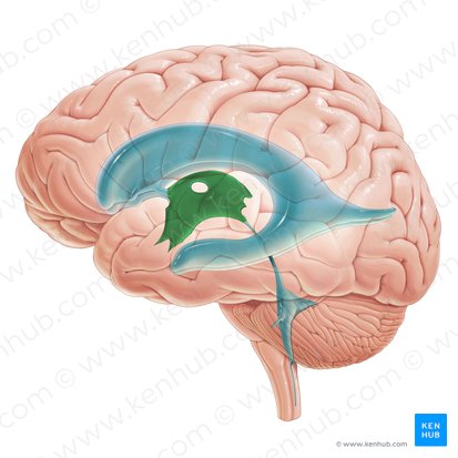 <p>Identify the highlighted ventricle</p>