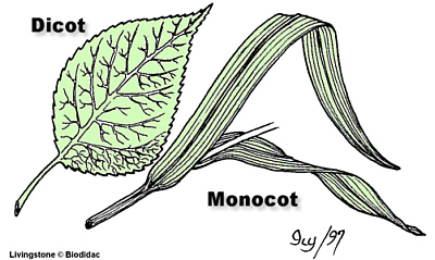 **Monocots: Parallel Venation**- In leaves of monocots the bundles of vascular tissue remain the same through the leaves (veins **straight from end to end**)

**Dicots: Reticulate Venation**- In leaves of dicots the bundles of vascular tissue **branch** in leaves 