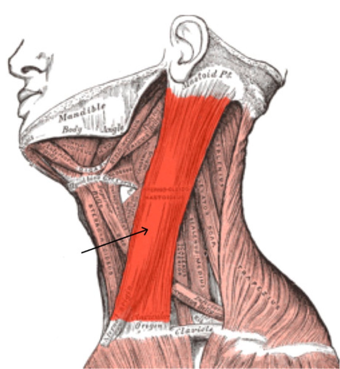<p>Sternocleidomastoid Origin</p>