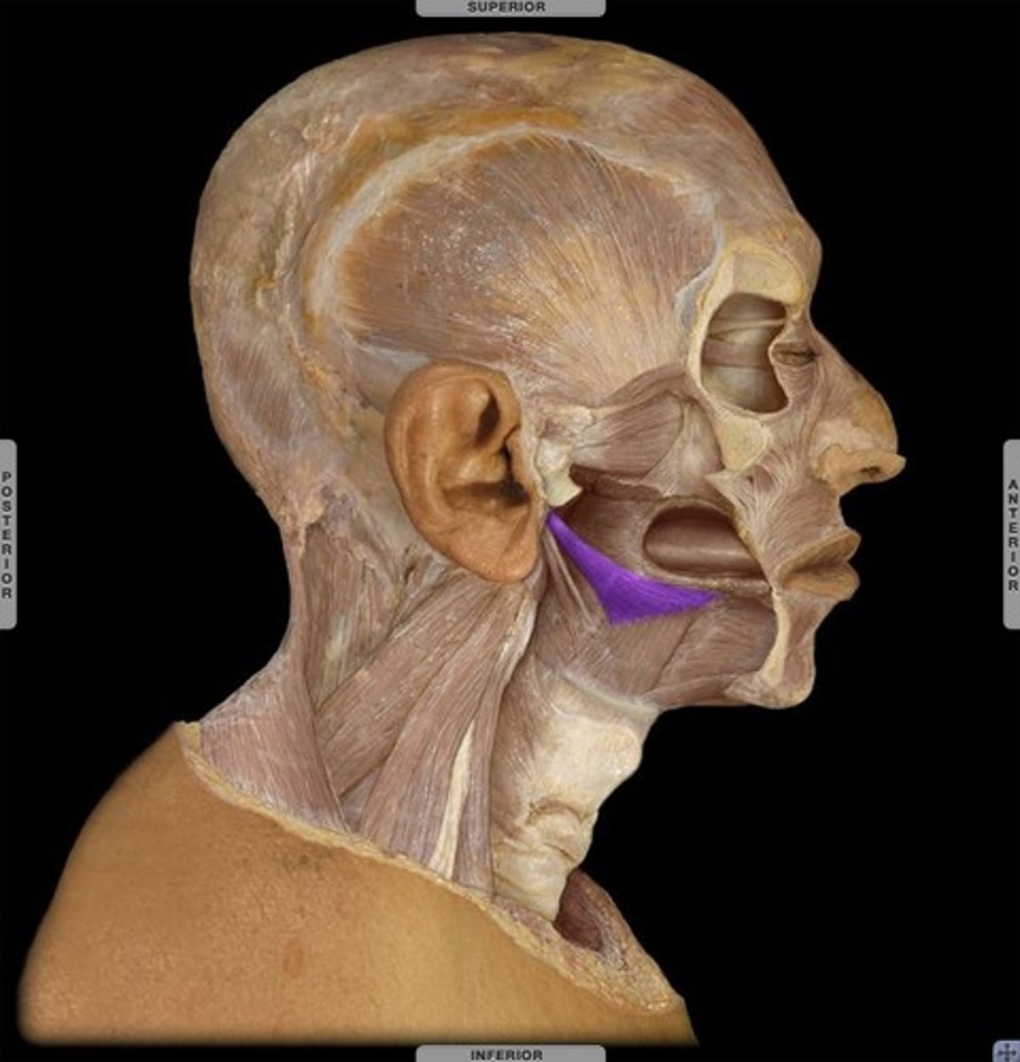 <p>retracts tongue</p>