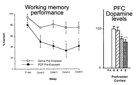 <p>repeated PCP in rats causes:</p><ul><li><p>cognitive deficits on PFC-dependent tasks</p></li><li><p>decreases in PFC DA levels</p></li></ul><p>sz also associated with reduced PFC DA activity in rat</p><ul><li><p>different symptoms may be drive by imbalance of DA transmission in PFC (too little) and striatum (too much)</p></li><li><p>may explain why drugs that increase DA improve cognition - DA imbalance hypothesis (increase of subcortical DA and decrease of cortical)</p></li></ul><p></p>