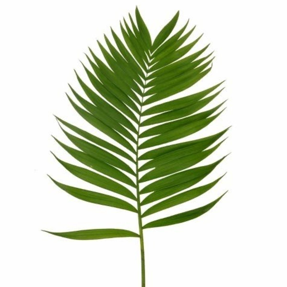 <p>Chamaedorea; Foliage</p>