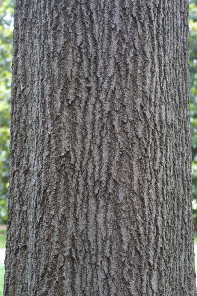 <p>Shumard oak, Quercus shumardii (Fagaceae)</p>