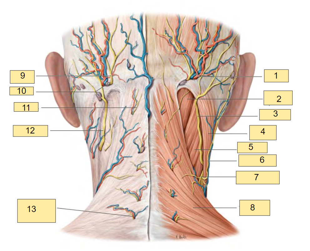 <p><strong><u>Fig. 37.37: Posterior View of Occipital and Posterior Cervical Regions</u></strong></p><ul><li><p>Subcutaneous layer (left)</p></li><li><p>Subfascial layer (right)</p></li><li><p>Removed: Investing layer of deep cervical fascia (right side)</p></li></ul><p></p><p>What is labeled in <strong>box #1?</strong></p>