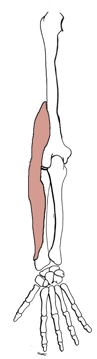 <p>Origin: <span>Upper two-thirds of the lateral supracondylar ridge of the Humerus</span></p><p>Insertion: <span>Lateral side of the base of the styloid process of the Radius</span></p><p>Action: <span>flexes the elbow, assists in pronation &amp; supination</span></p>