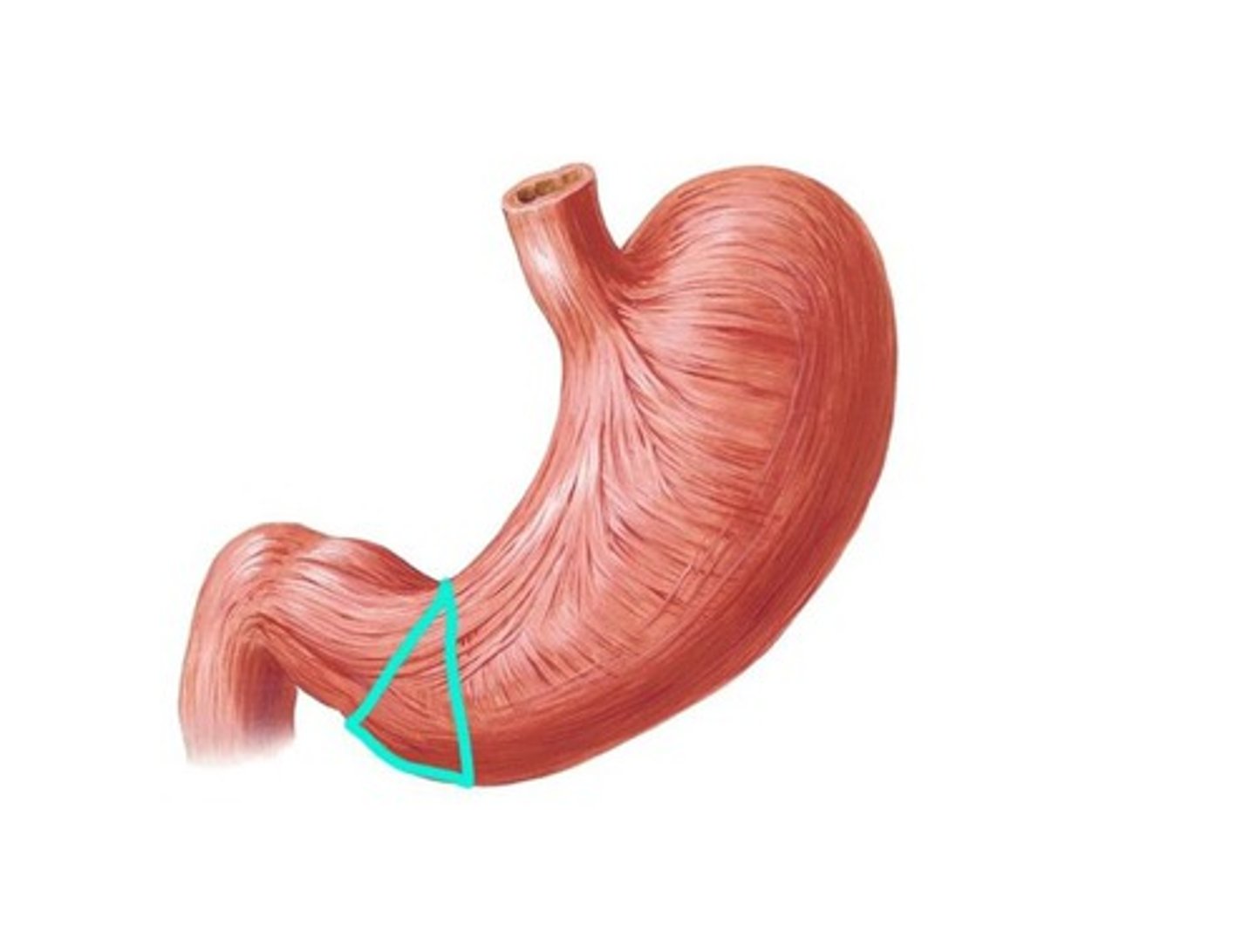 <p>The lower part of the stomach that connects to the pyloric canal.</p>